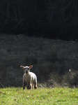 SX12839 Little white lamb in field.jpg
